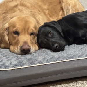 Fundraising Page: crista bautzmann